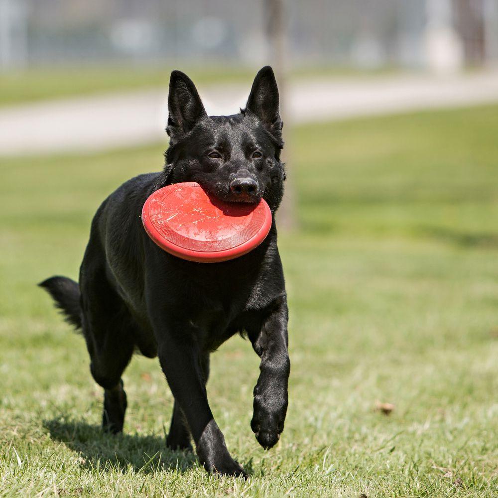 Kong Flyer Frisbee - Small - Dog Toys - Kong - PetMax Canada