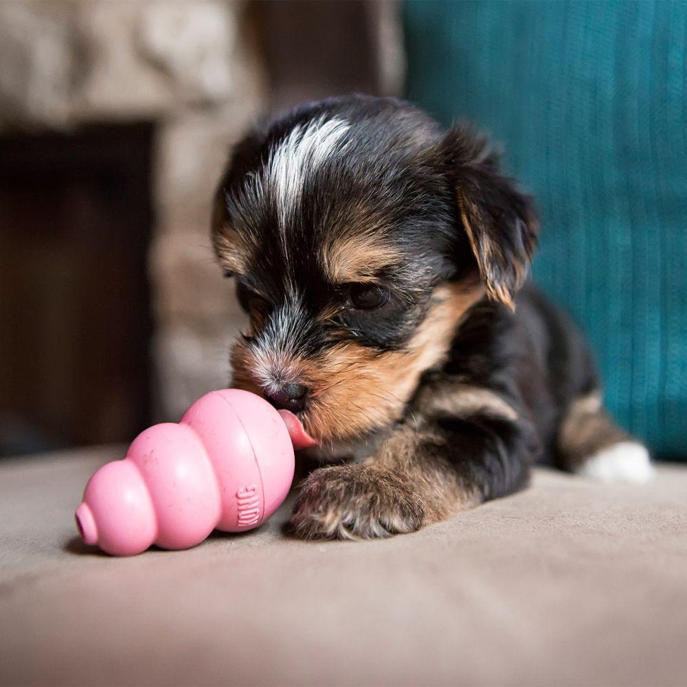 Mini dog toy best sale