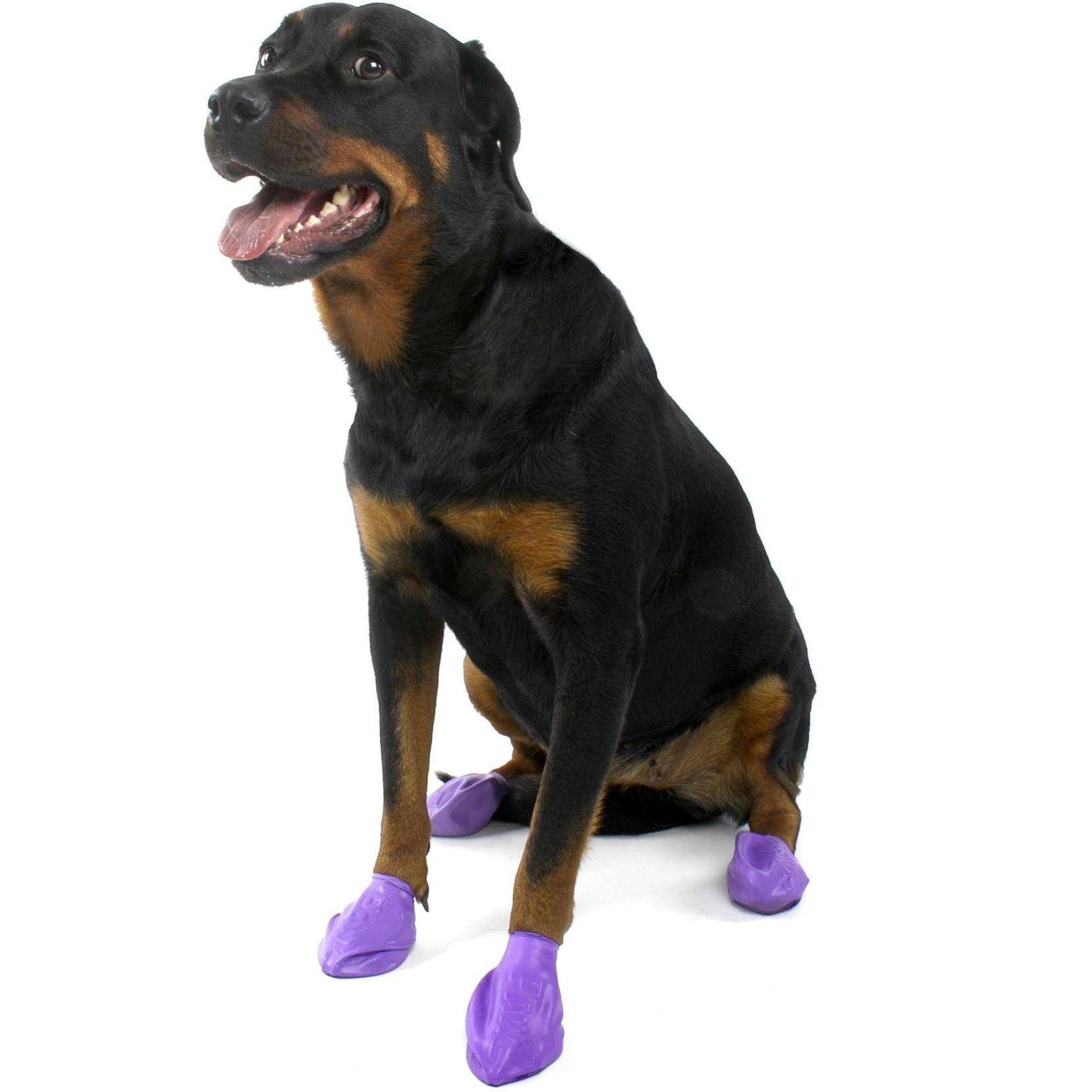 Purple dog shoes best sale