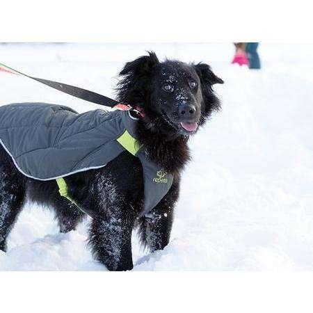 RC Dog Nimbus Puffer Graphite & Lime - 10 inches - Puffer Jackets - RC Pet Products - PetMax Canada