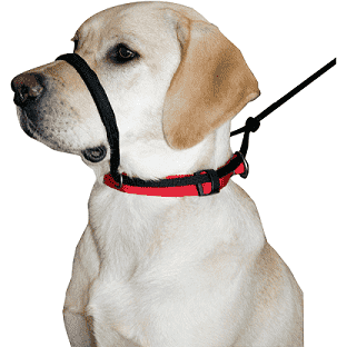 Sporn Head Halter - Medium - Training Products - Sporn Company - PetMax Canada